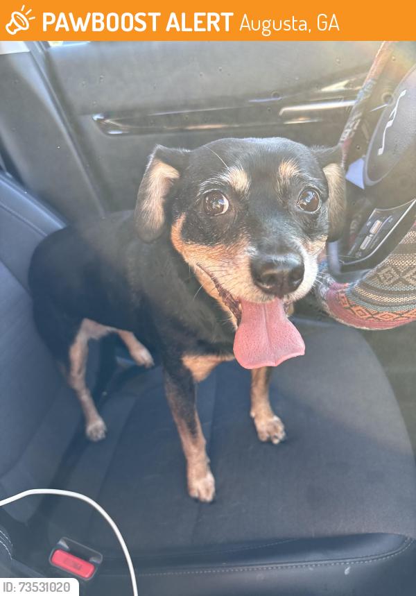 Found/Stray Female Dog last seen The Circle K at the intersection of Columbia rd and Washington rd, Augusta, GA 30907