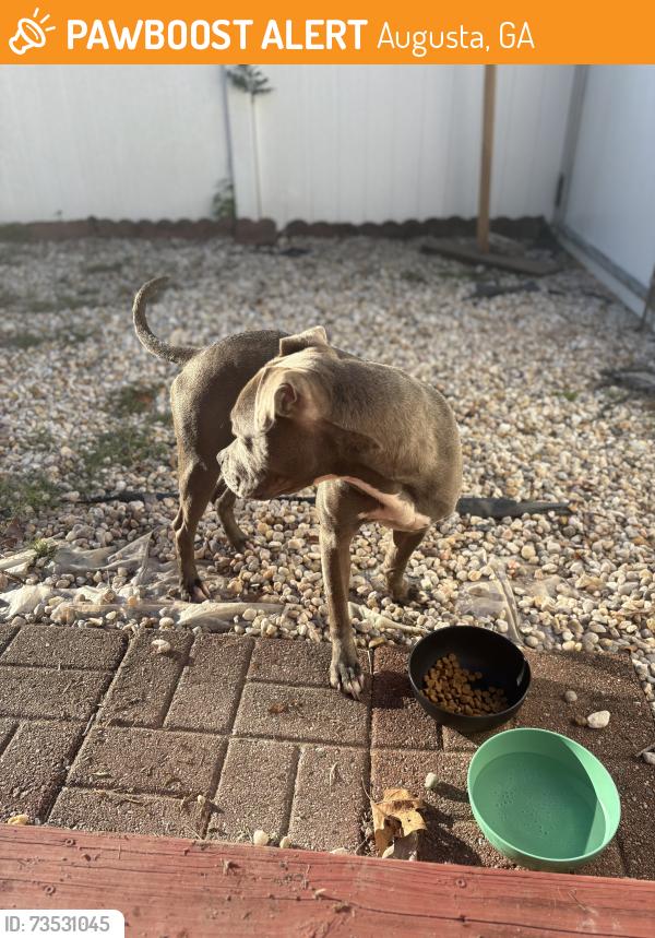 Found/Stray Female Dog last seen Walton, Augusta, GA 30904