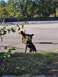 Found/Stray Unknown Dog last seen La Barra Tequila Bar, Greenville, SC 29617