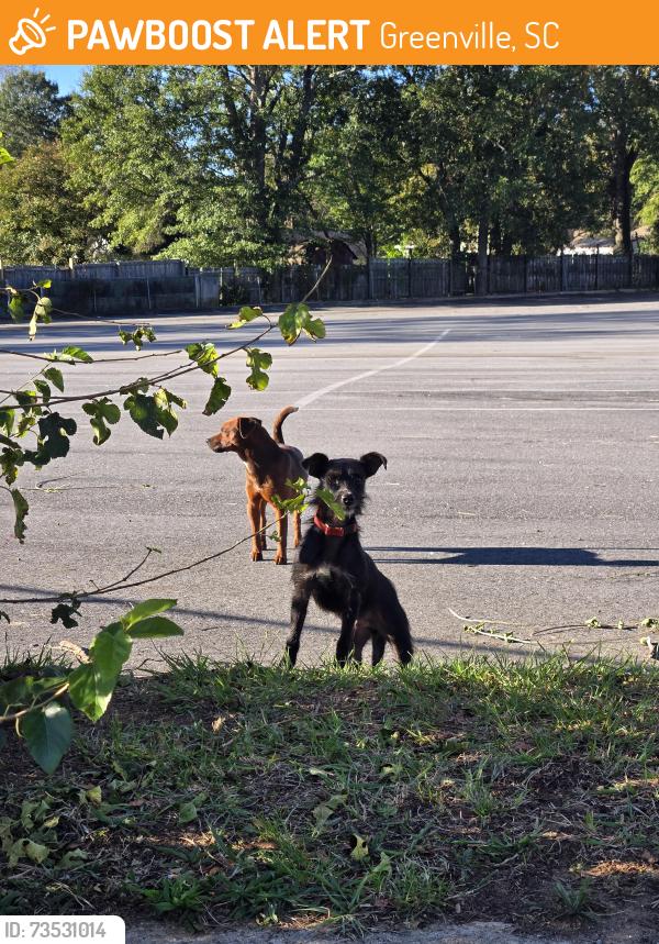 Found/Stray Unknown Dog last seen La Barra Tequila Bar, Greenville, SC 29617