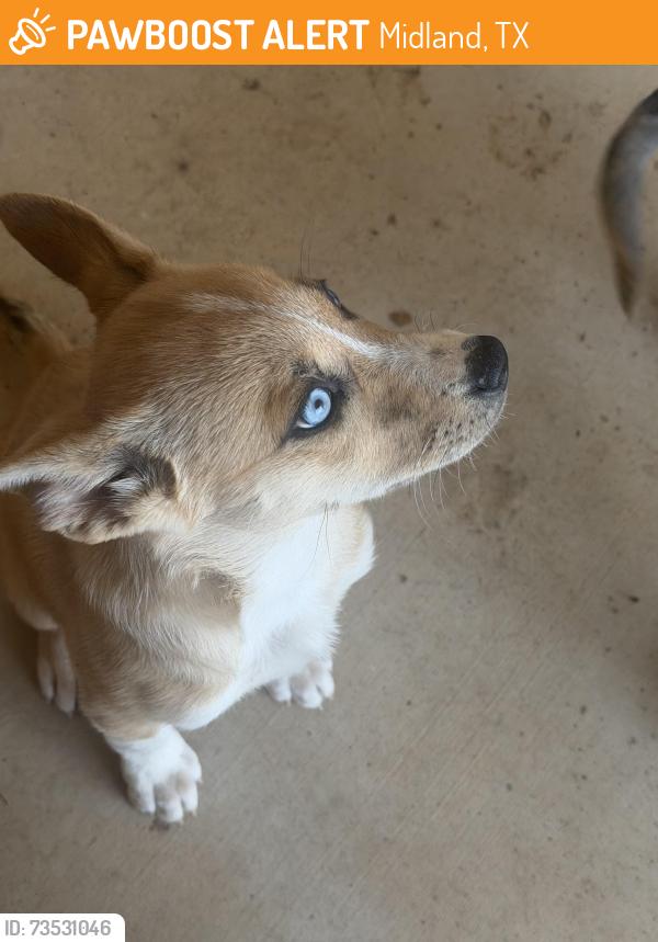 Rehomed Female Dog last seen Garfield, behind DK gas station, Midland, TX 79701