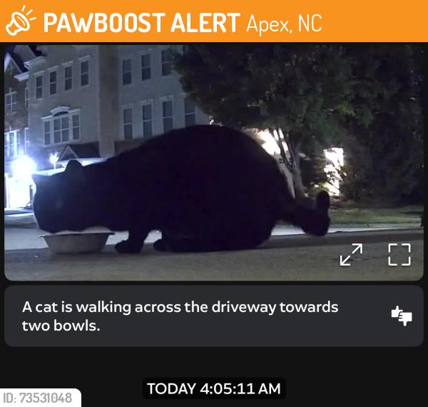 Found/Stray Unknown Cat last seen Holly Springs Road & Kildaire Farm Road, Apex, NC 27539