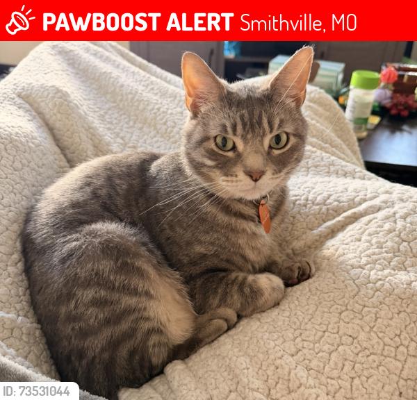 Lost Male Cat last seen Bear smithville lake, Smithville, MO 64089