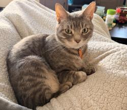 Lost Male Cat last seen Bear smithville lake, Smithville, MO 64089