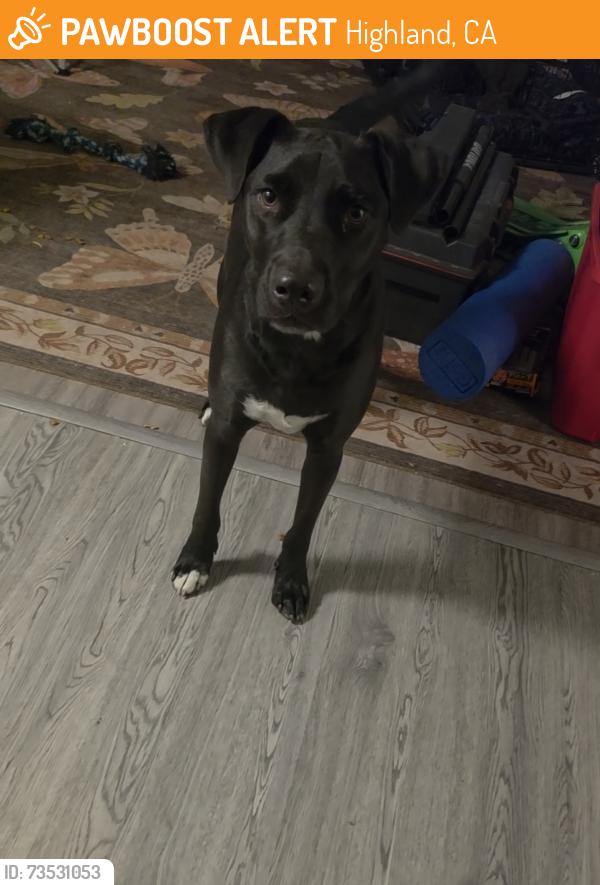 Found/Stray Male Dog last seen Highland, Highland, CA 92346