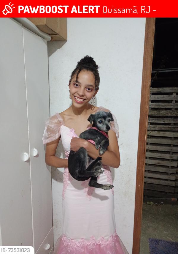 Lost Female Dog last seen Rua Pedro Elmer 520 Quissamã Petrópolis, Quissamã, RJ 25716-215