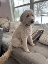 Lost Female Dog last seen Red rock canyon and ravens cliff area, Graysville, TN 37338