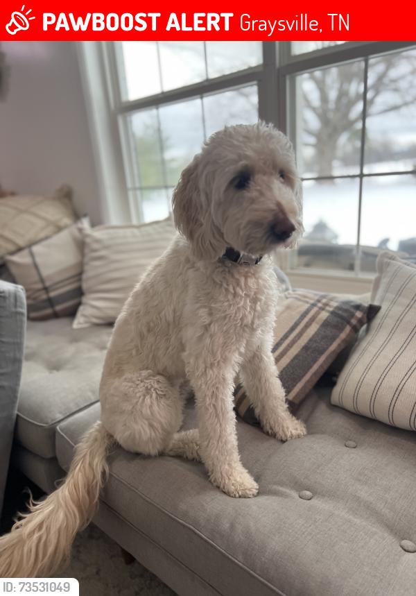 Lost Female Dog last seen Red rock canyon and ravens cliff area, Graysville, TN 37338