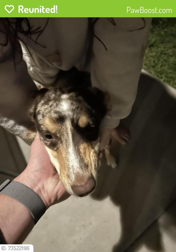 Reunited Male Dog last seen Autumncrest street, Caldwell, ID 83607