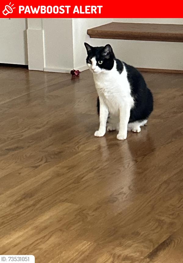 Lost Female Cat last seen Stones Lake, Transylvania County, NC 28718