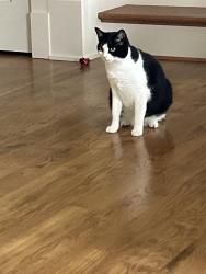 Lost Female Cat last seen Stones Lake, Transylvania County, NC 28718