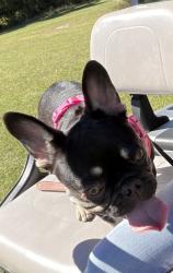 Reunited Female Dog last seen Berkeley Manor Camp Lejeune, Camp Lejeune, NC 28547