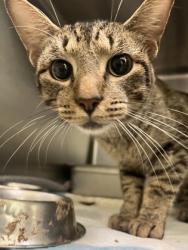 Shelter Stray Male Cat last seen Near 130th Ave, IRC AC, FL, 6230 77th St, Vero Beach, FL 32967, USA