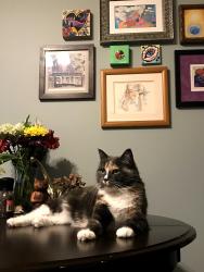 Lost Female Cat last seen Pisano's Boot Repair, Excursion Ciders., Phoenixville, PA 19460