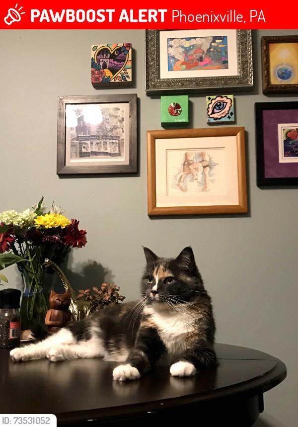 Lost Female Cat last seen Pisano's Boot Repair, Excursion Ciders., Phoenixville, PA 19460