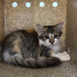 Shelter Stray Female Cat last seen Arizona and Nevada, City of College Station, TX, 5359 Leonard Rd, Bryan, TX 77807, USA