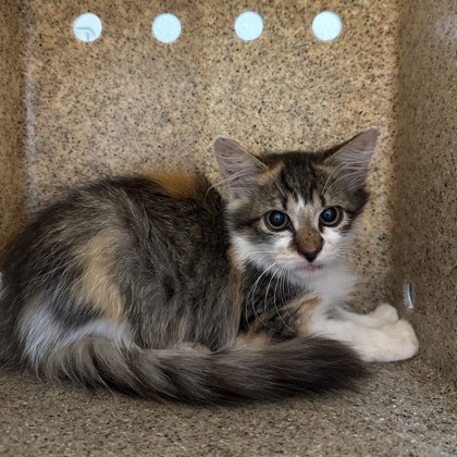 Shelter Stray Female Cat last seen Arizona and Nevada, City of College Station, TX, 5359 Leonard Rd, Bryan, TX 77807, USA