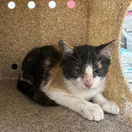 Shelter Stray Female Cat last seen Arizona and Nevada, City of College Station, TX, 5359 Leonard Rd, Bryan, TX 77807, USA