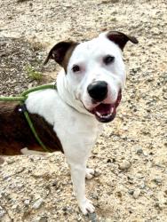 Shelter Stray Male Dog last seen Near Sandy Cir, South Fulton, GA, 1251 Fulton Industrial Blvd NW, Atlanta, GA 30336, USA