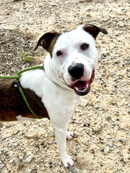 Shelter Stray Male Dog last seen Near Sandy Cir, South Fulton, GA, 1251 Fulton Industrial Blvd NW, Atlanta, GA 30336, USA