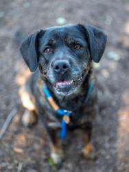 Shelter Stray Female Dog last seen Near Turner Hill Road, 30058, GA, 3280 Chamblee Dunwoody Rd, Chamblee, GA 30341, USA