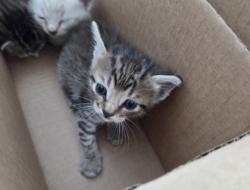 Shelter Stray Female Cat last seen Near Moon Dr, North District, TX, 355 Hillshire Dr, Haslet, TX 76052, USA