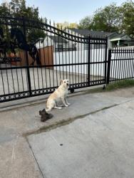 Shelter Stray Female Dog last seen Pioneer St, South District,, 355 Hillshire Dr, Haslet, TX 76052, USA