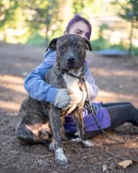 Shelter Stray Male Dog last seen Near PANOLA ROAD Lithonia, 30058, 30058, GA, 3280 Chamblee Dunwoody Rd, Chamblee, GA 30341, USA