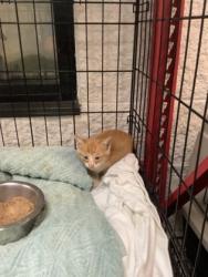 Shelter Stray Male Cat last seen Near Martin St., East District, TX, 355 Hillshire Dr, Haslet, TX 76052, USA