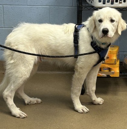Shelter Stray Male Dog last seen Near Shallowford Rd, CHAMBLEE, GA, 30341, 30341, GA, 3280 Chamblee Dunwoody Rd, Chamblee, GA 30341, USA
