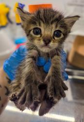 Shelter Stray Female Cat last seen Lodge Rd & Wiemiller Rd, Tollhouse Zone Fresno CO 4 93667, CA, 1510 W Dan Ronquillo Dr, Fresno, CA 93706, USA