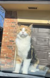 Reunited Female Cat last seen Greystone, The Village, OK 73120