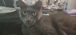Lost Male Cat last seen Town of pearl river, Pearl River, LA 70452