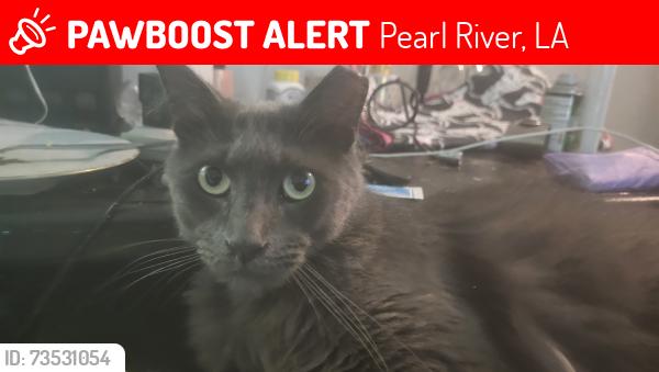 Lost Male Cat last seen Town of pearl river, Pearl River, LA 70452