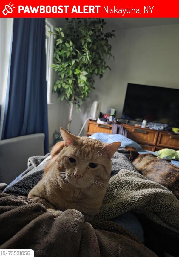 Lost Male Cat last seen Fernwood, Godfrey, Niskayuna, NY 12309