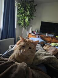 Lost Male Cat last seen Fernwood, Godfrey, Niskayuna, NY 12309
