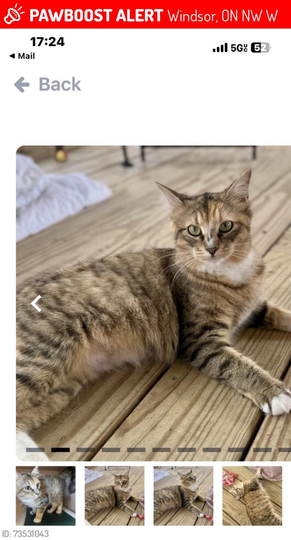 Lost Female Cat last seen Tecumseh & Kildare Road, Windsor, ON N8W 2W7