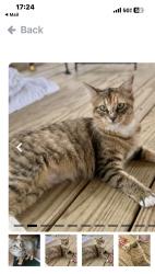 Lost Female Cat last seen Tecumseh & Kildare Road, Windsor, ON N8W 2W7