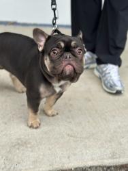 Lost Male Dog last seen Concord, Waco, TX 76705