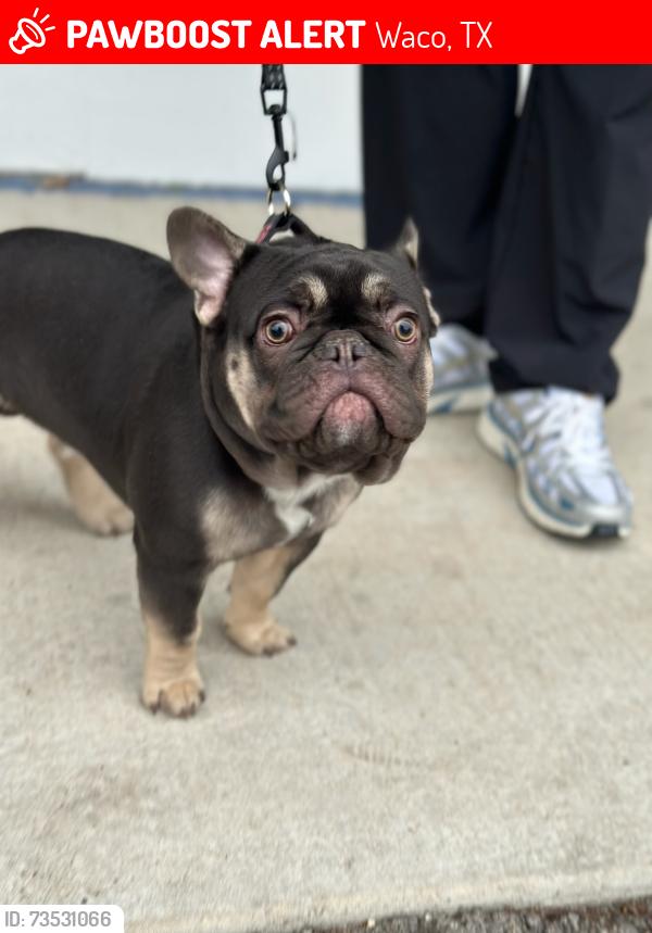 Lost Male Dog last seen Concord, Waco, TX 76705