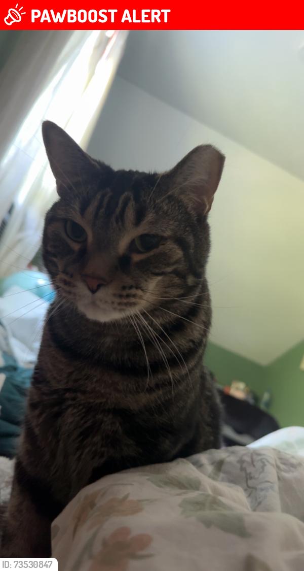 Lost Male Cat last seen Victory Hill, Route 837, Spruce Alley, Wickerham Manor-Fisher, PA 15063