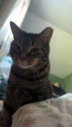 Lost Male Cat last seen Victory Hill, Route 837, Spruce Alley, Wickerham Manor-Fisher, PA 15063