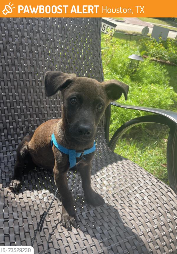 Found/Stray Male Dog last seen Westbury-Firenza and Rampart; major cross streets between chimney rock and Hillcroft south of West airport, Houston, TX 77035