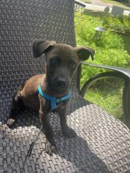 Found/Stray Male Dog last seen Westbury-Firenza and Rampart; major cross streets between chimney rock and Hillcroft south of West airport, Houston, TX 77035