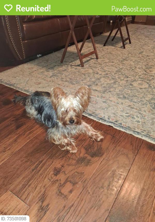 Reunited Male Dog last seen Lee's crossing, Olive Branch, MS 38654