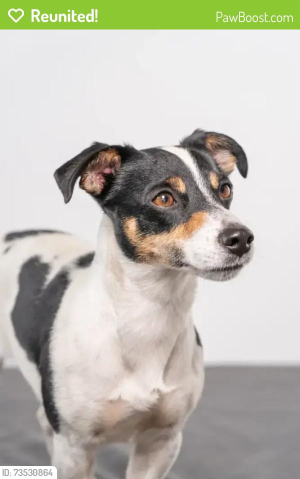 Reunited Male Dog last seen White Street, Near Food City, Cleveland, TN 37311
