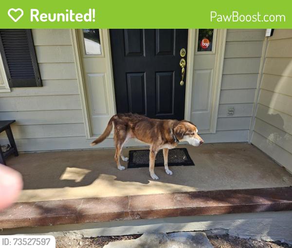 Reunited Male Dog last seen Near Northwoods Academy Pierce Ave, Macon, GA 31204