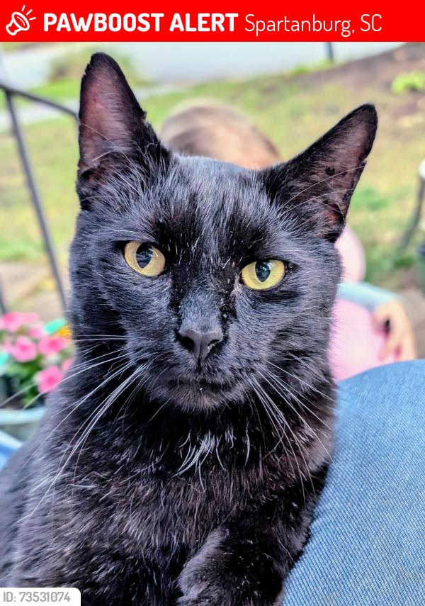 Lost Male Cat last seen Camelot Dr., Spartanburg, SC 29301