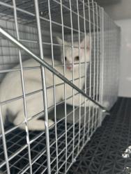 Shelter Stray Unknown Cat last seen Near Whisper Circle, VIRGINIA BEACH, VA, 23454, 341 S Birdneck Rd, Virginia Beach, VA 23451, USA