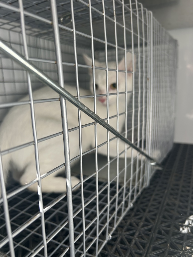 Shelter Stray Unknown Cat last seen Near Whisper Circle, VIRGINIA BEACH, VA, 23454, 341 S Birdneck Rd, Virginia Beach, VA 23451, USA